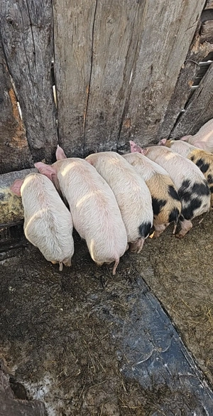 Purcei de vânzare  - imagine 5