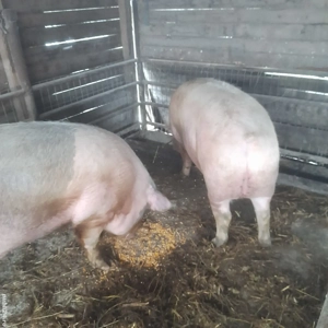 Porci de vanzare  - imagine 3