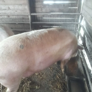 Porci de vanzare  - imagine 4