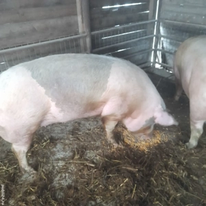 Porci de vanzare  - imagine 2