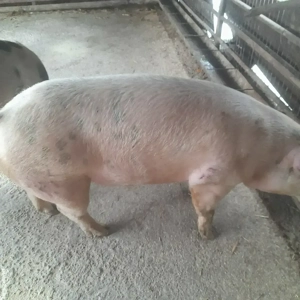 Porci de vanzare  - imagine 3