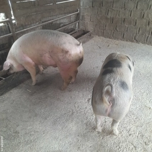 Porci de vanzare 