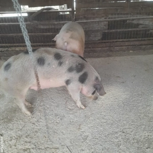 Porci de vanzare  - imagine 2