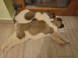 Pui mascul Akita american  - imagine 4