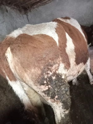 Se vinde vaca de abator. - imagine 2