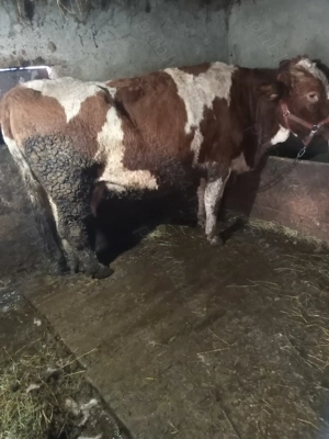 Se vinde vaca de abator.