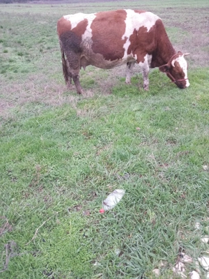 Se vinde vaca de abator. - imagine 3