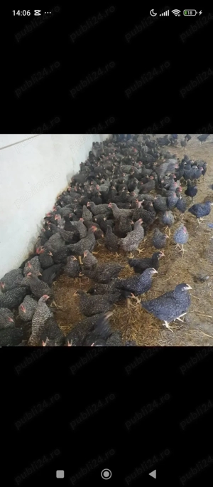 Găini, pui, rațe de vanzare  - imagine 3