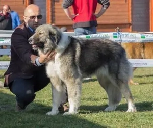 Căței din rasa Ciobănesc Românesc Carpatin din părinți multicampioni.  - imagine 2