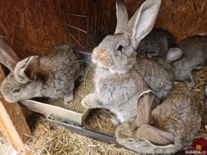 Iepuri Urias German  - imagine 2