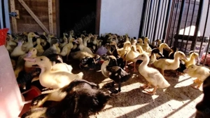 Găini, pui, rațe de vanzare  - imagine 2