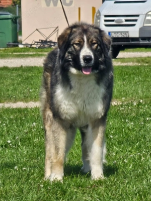 Căței din rasa Ciobănesc Românesc Carpatin din părinți multicampioni.  - imagine 3