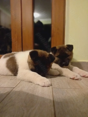 Pui mascul Akita american  - imagine 3