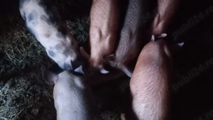 purcei de 8 săptămâni  - imagine 2