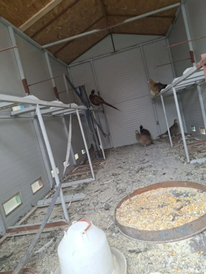 Fazani salbatici-2 masculi și 3 femele și 2 găinile pitice 