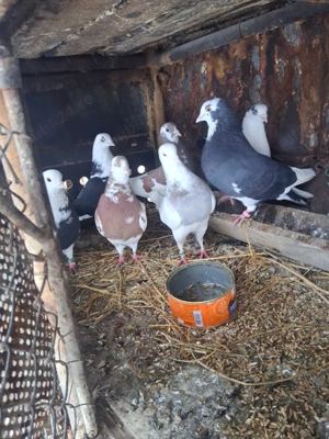 vand porumbei  - imagine 4