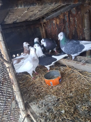 vand porumbei  - imagine 3