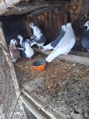 vand porumbei  - imagine 5