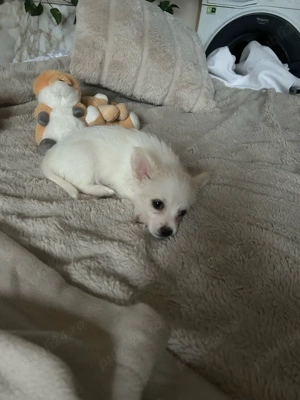 Vand Schimb  pui Pomeraniani - imagine 4