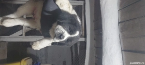 Ciobănesc de Asia Centrală