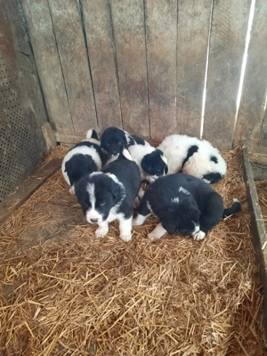 Ciobănesc de Bucovina cu Ciobănesc de Asia  - imagine 3