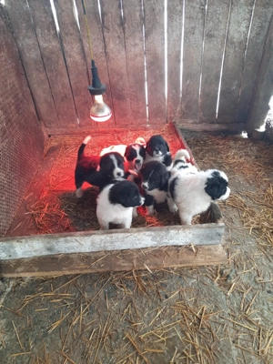 Ciobănesc de Bucovina cu Ciobănesc de Asia  - imagine 4