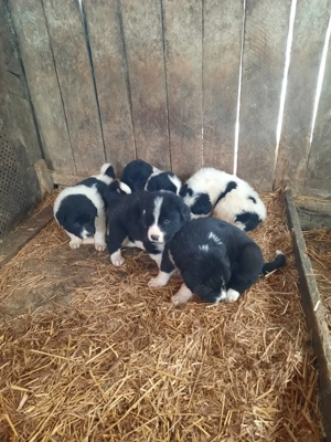 Ciobănesc de Bucovina cu Ciobănesc de Asia  - imagine 2