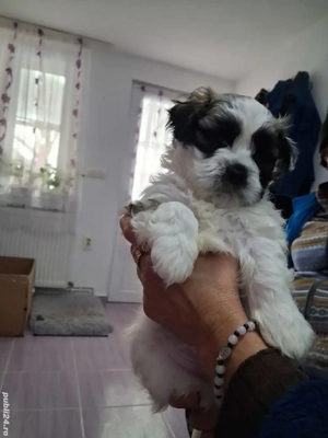 Căței shih tzu de vânzare 