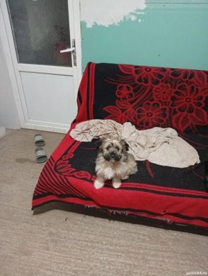 vând bison  - imagine 2