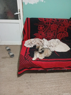 vând bison  - imagine 4