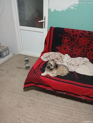 vând bison  - imagine 3