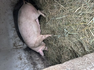 purcica landrage  - imagine 3