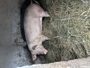 purcica landrage  - imagine 2