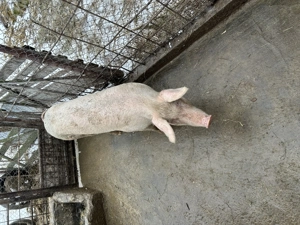 purcica landrage  - imagine 5