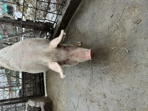 purcica landrage  - imagine 4