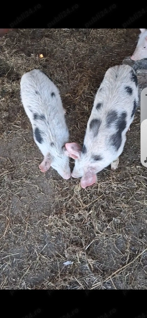 Vând purcei de carne rasa petrain  - imagine 2