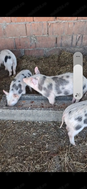 Vând purcei de carne rasa petrain  - imagine 4