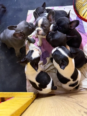 Catei Bulldog Francez - imagine 2