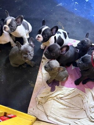 Catei Bulldog Francez - imagine 3
