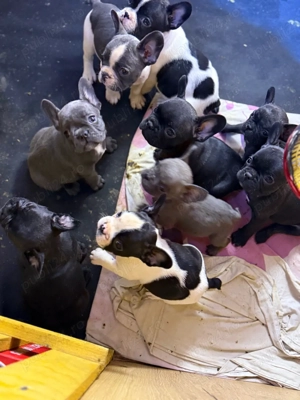 Catei Bulldog Francez - imagine 4