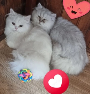 fetita si băiețel persan disponibili 