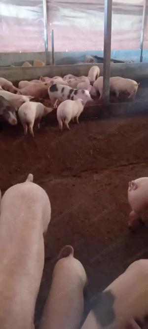 Vând purceii  cu vârsta cuprinsă între 3-4 luni