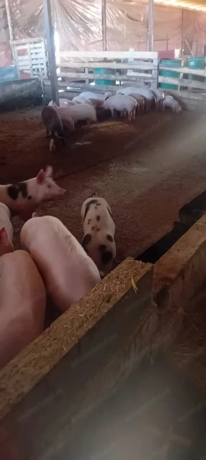 Vând purceii  cu vârsta cuprinsă între 3-4 luni - imagine 2