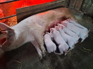 vand scroafa cu purcei