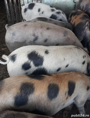 vindem carcase de porc 