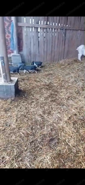 Vând porci vietnamezi  - imagine 2