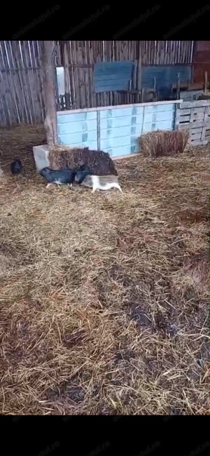 Vând porci vietnamezi 