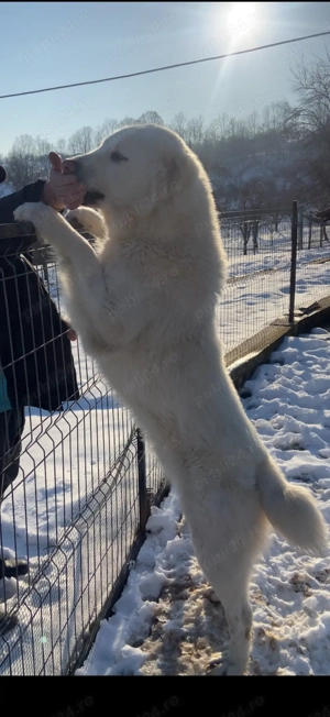 vand catei de asia centrala - imagine 2