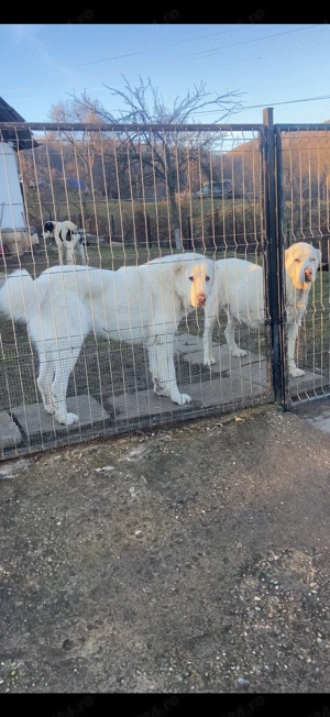 vand catei de asia centrala - imagine 3