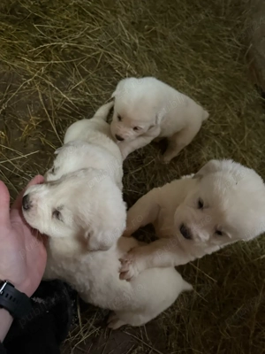 vand catei de asia centrala